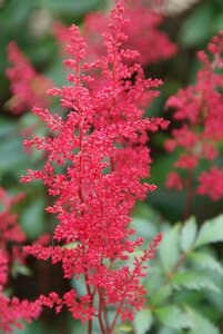 Astilbe japonica 'Montgomery' P9 - afbeelding 3