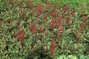 Astilbe japonica 'Montgomery' P9 - afbeelding 1