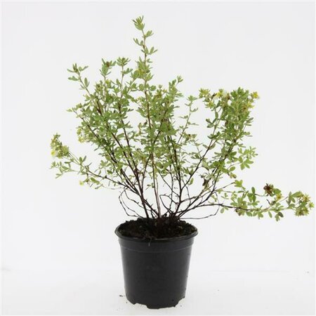 Potentilla tridentata 'Nuuk' P9 - afbeelding 5