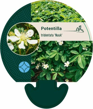 Potentilla tridentata 'Nuuk' P9 - afbeelding 2