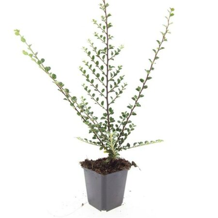 Cotoneaster horizontalis P9 - afbeelding 4