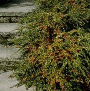 Cotoneaster horizontalis P9 - afbeelding 1