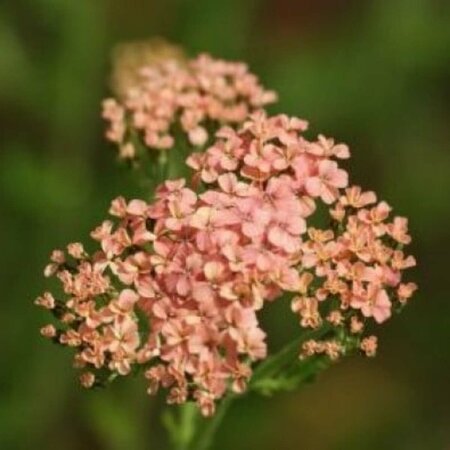 Achillea m. 'Lachsschönheit' P9