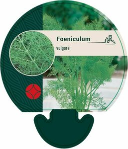 Foeniculum vulgare C2