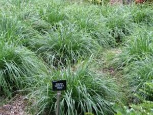 Sesleria 'Greenlee' P9