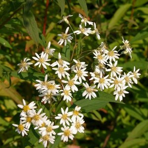 Aster umbellatus 'Weisser Schirm' P9 - afbeelding 1