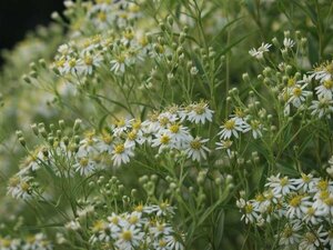 Aster umbellatus 'Weisser Schirm' P9 - afbeelding 2