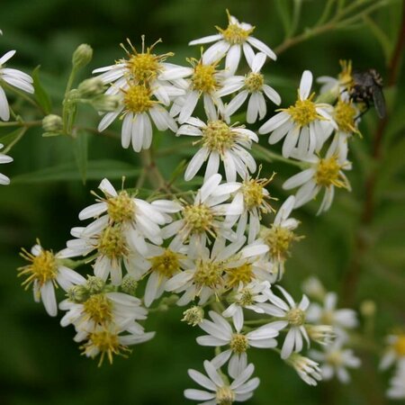 Aster umbellatus 'Weisser Schirm' P9 - afbeelding 3