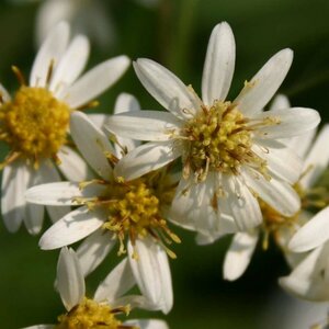 Aster umbellatus 'Weisser Schirm' P9 - afbeelding 4