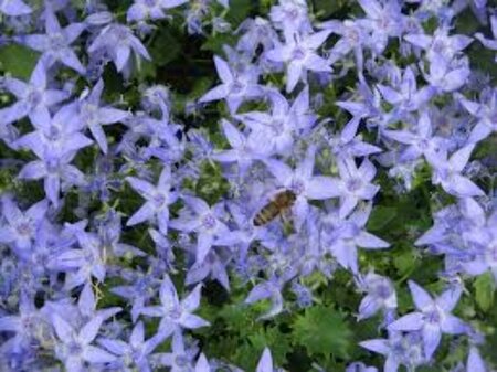 Campanula garganica P9 - afbeelding 4