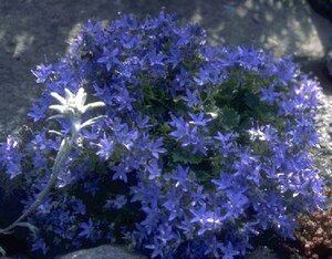 Campanula garganica P9 - afbeelding 1