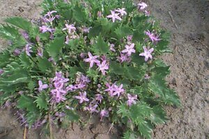 Campanula garganica P9 - afbeelding 2