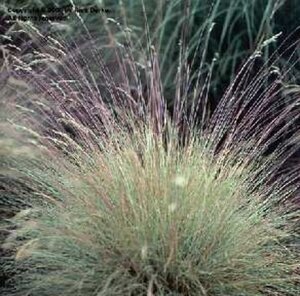 Festuca amethystina P9