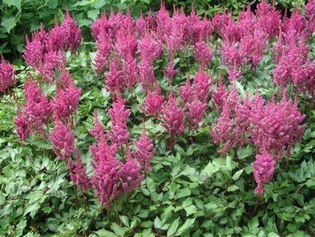 Astilbe chinens. 'Visions in Pink' P9 - afbeelding 1