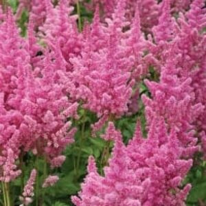 Astilbe chinens. 'Visions in Pink' P9 - afbeelding 2