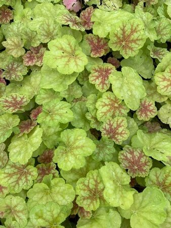 Heuchera 'Tiramisu' P9