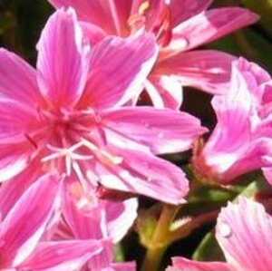 Lewisia 'Little Plum' P9 - afbeelding 1