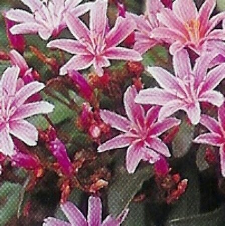 Lewisia 'Little Plum' P9 - afbeelding 2