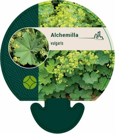 Alchemilla vulgaris P9 - afbeelding 1