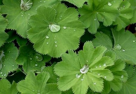 Alchemilla vulgaris P9 - afbeelding 4