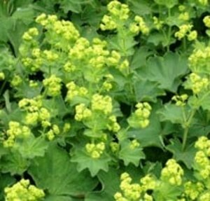 Alchemilla vulgaris P9 - afbeelding 2