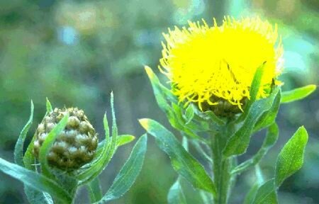 Centaurea macrocephala P9 - afbeelding 1