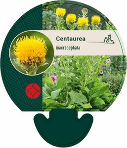 Centaurea macrocephala P9 - afbeelding 3