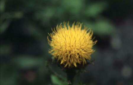 Centaurea macrocephala P9 - afbeelding 2