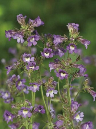 Chaenorhinum origanifolium 'Blue Dream' P9 - afbeelding 2