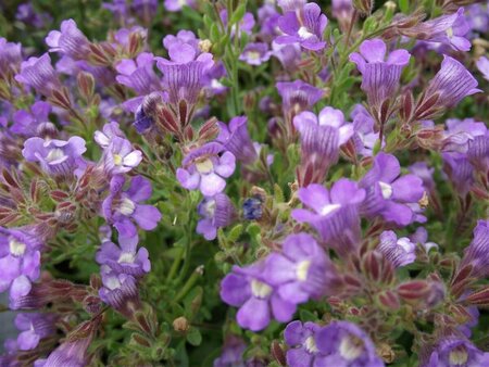 Chaenorhinum origanifolium 'Blue Dream' P9 - afbeelding 3