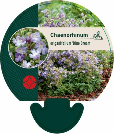 Chaenorhinum origanifolium 'Blue Dream' P9 - afbeelding 1