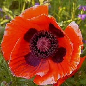 Papaver or. 'Allegro' P9 - afbeelding 2