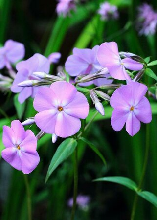 Phlox carolina 'Bill Baker' P9