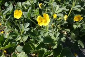 Potentilla megalantha P9