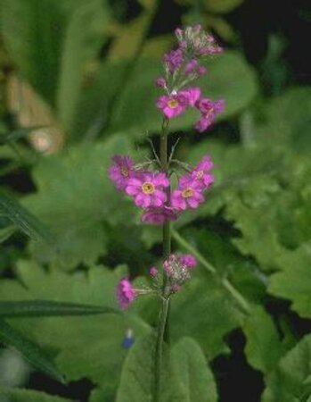 Primula beesiana P9 - afbeelding 1