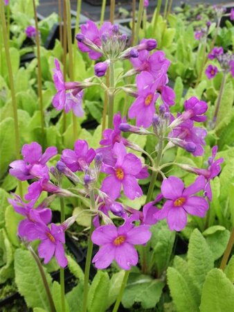 Primula beesiana P9 - afbeelding 3