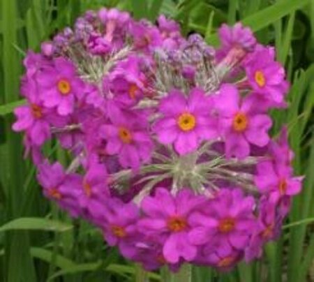 Primula beesiana P9 - afbeelding 2