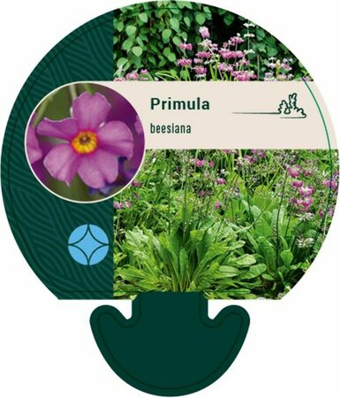 Primula beesiana P9 - afbeelding 4