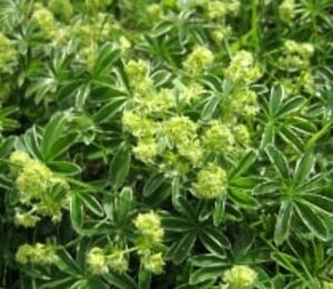 Alchemilla alpina P9 - afbeelding 4