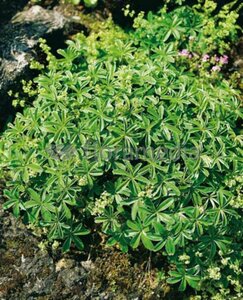 Alchemilla alpina P9 - afbeelding 3