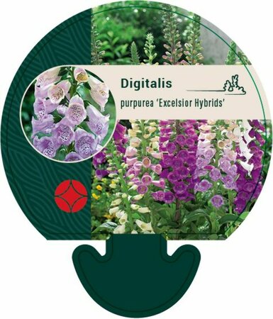 Digitalis purp. Excelsior Hybrids P9