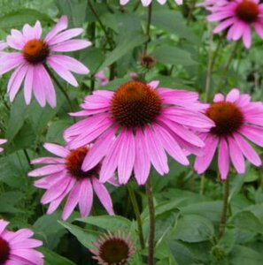 Echinacea purpurea 'Little Magnus' P9 - afbeelding 2