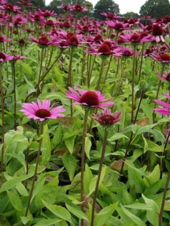 Echinacea purpurea 'Little Magnus' P9 - afbeelding 4