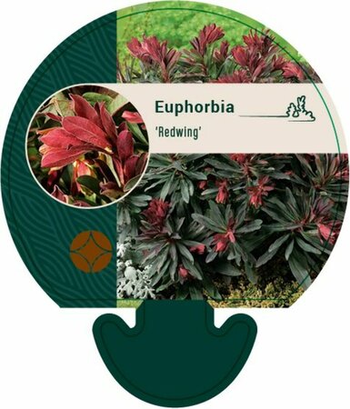 Euphorbia 'Redwing' P9 - afbeelding 1