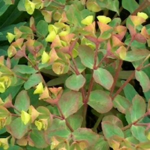 Euphorbia 'Redwing' P9 - afbeelding 5