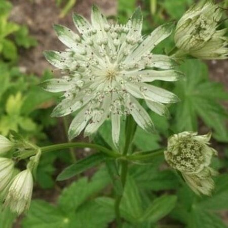 Astrantia major 'Snow Star' P9 - afbeelding 4