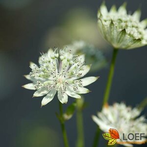 Astrantia major 'Snow Star' P9 - afbeelding 1