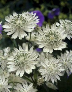 Astrantia major 'Snow Star' P9 - afbeelding 5