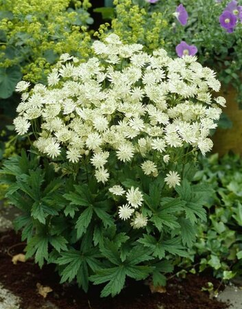 Astrantia major 'Snow Star' P9 - afbeelding 6