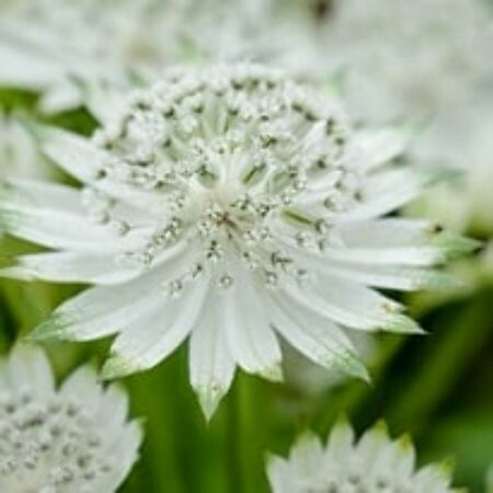 Astrantia major 'Snow Star' P9 - afbeelding 7